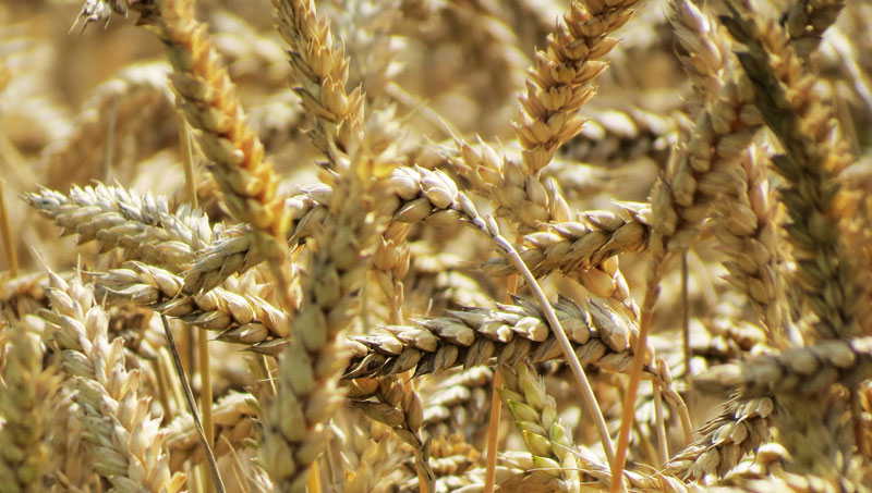 mainlifebook-wheat-photo-emma-van-sant-unsplash